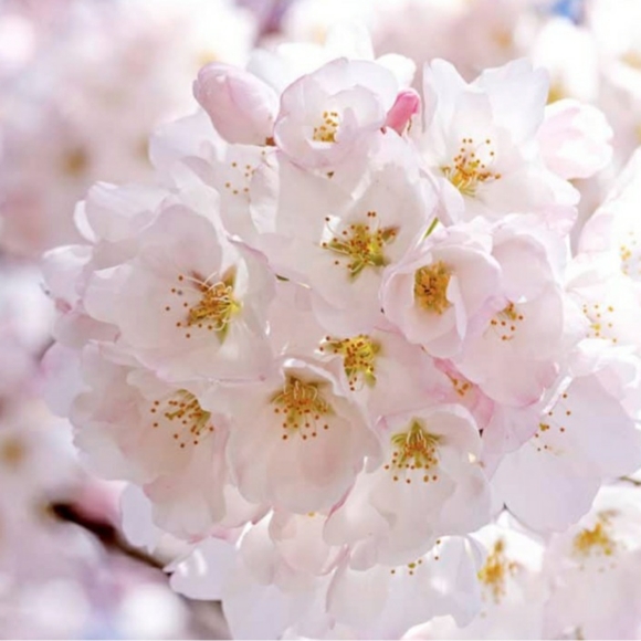 INC Faux Fur Lined Slippers Women's Size 11-12 Champagne Metallic Trend NWT - Picture 11 of 12